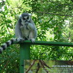 Khmm, egy kis figyelmet kérnék!