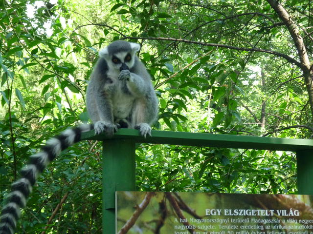 Khmm, egy kis figyelmet kérnék!