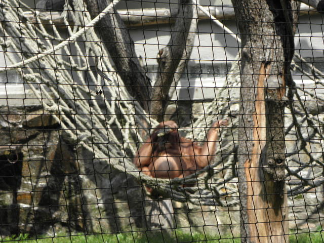 P7010137 m_solata.JPG