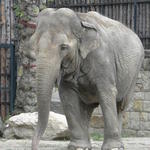 P7010165 m_solata.JPG