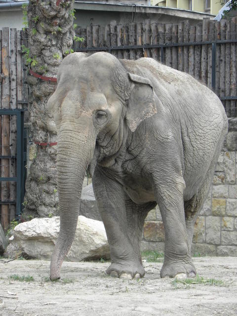 P7010165 m_solata.JPG