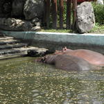 P7010142 m_solata.JPG