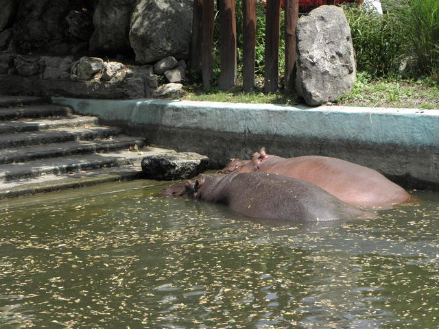 P7010142 m_solata.JPG