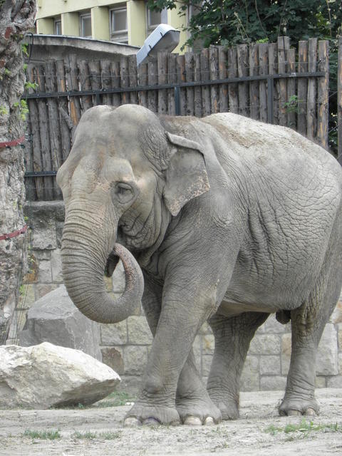 P7010167 m_solata.JPG