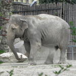 P7010169 m_solata.JPG