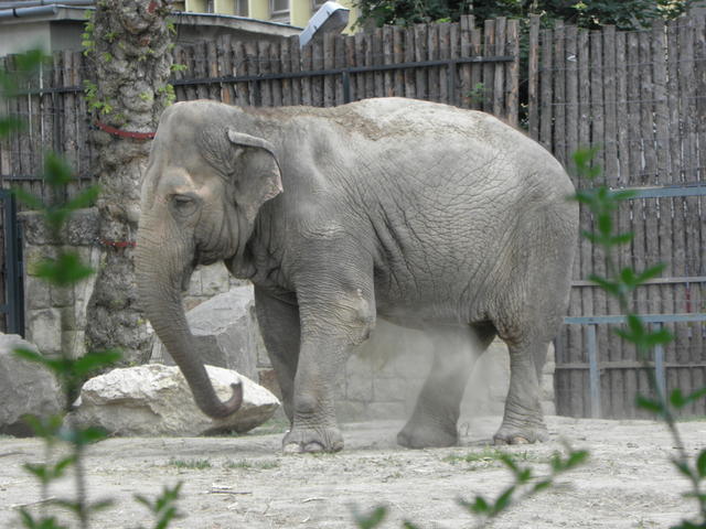 P7010169 m_solata.JPG