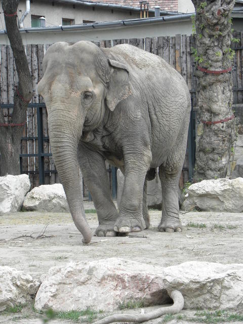 P7010171 m_solata.JPG