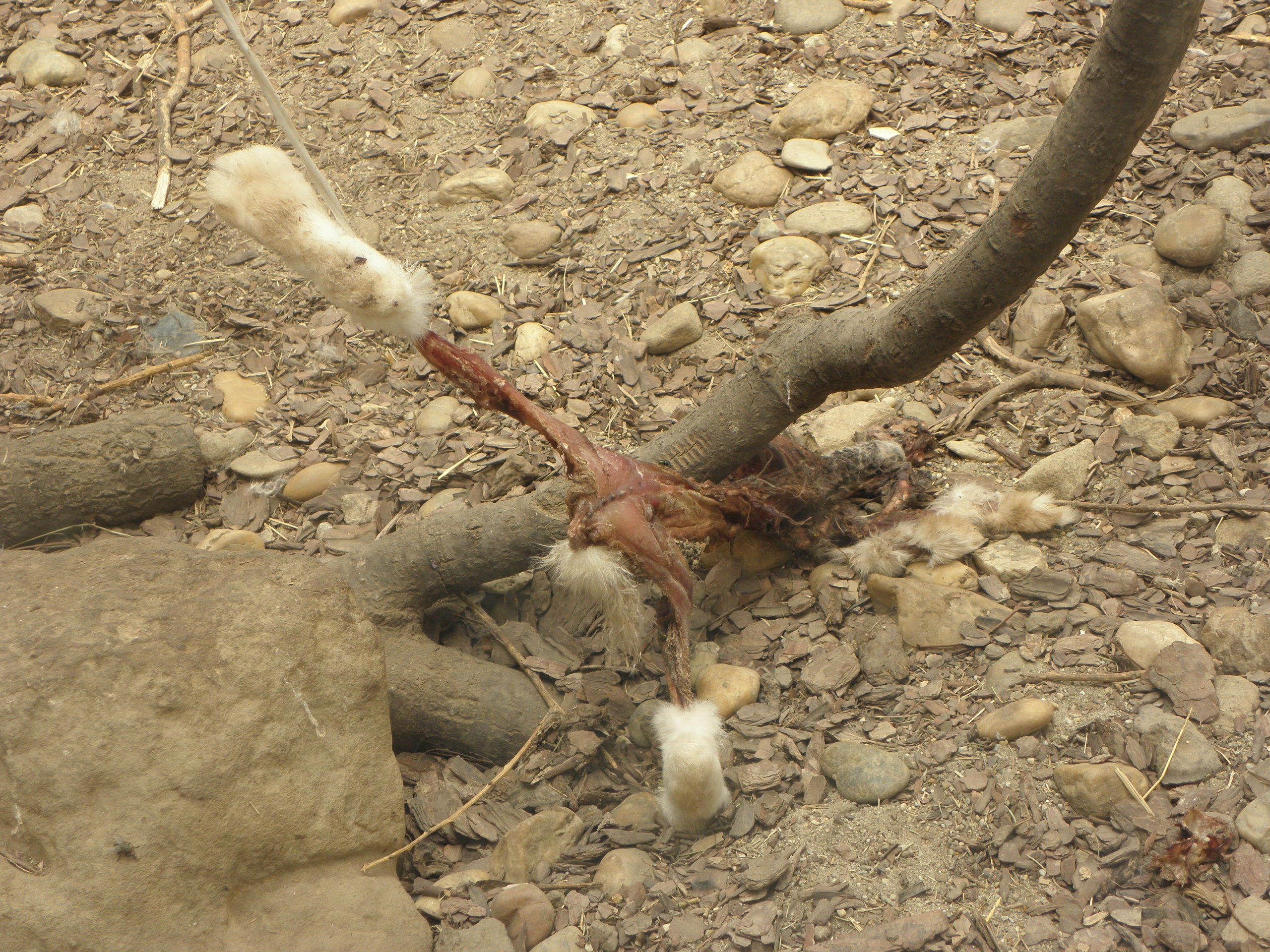 P7010250 m_solata.JPG