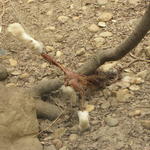 P7010250 m_solata.JPG