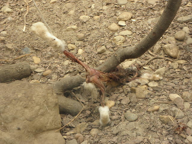 P7010250 m_solata.JPG