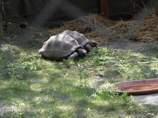 P7010241 m_solata.JPG