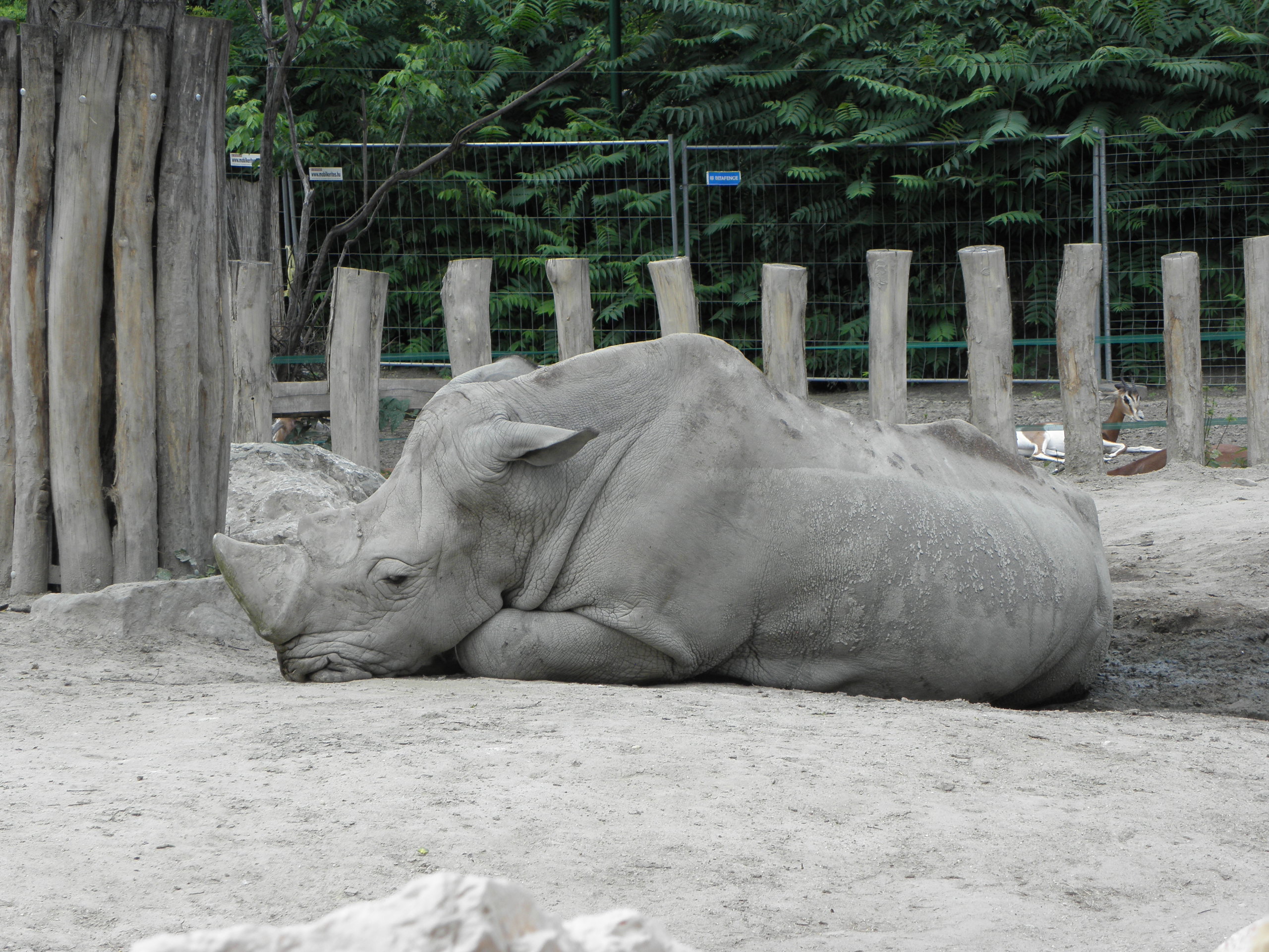 P7010196 m_solata.JPG