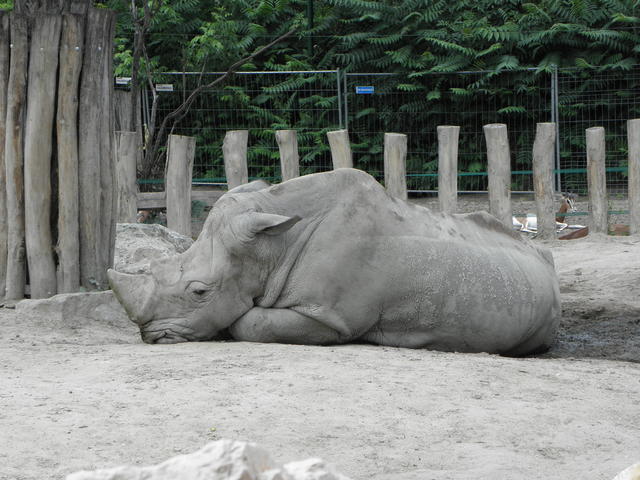 P7010196 m_solata.JPG