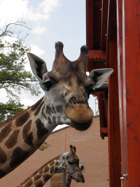 P7010219 m_solata.JPG