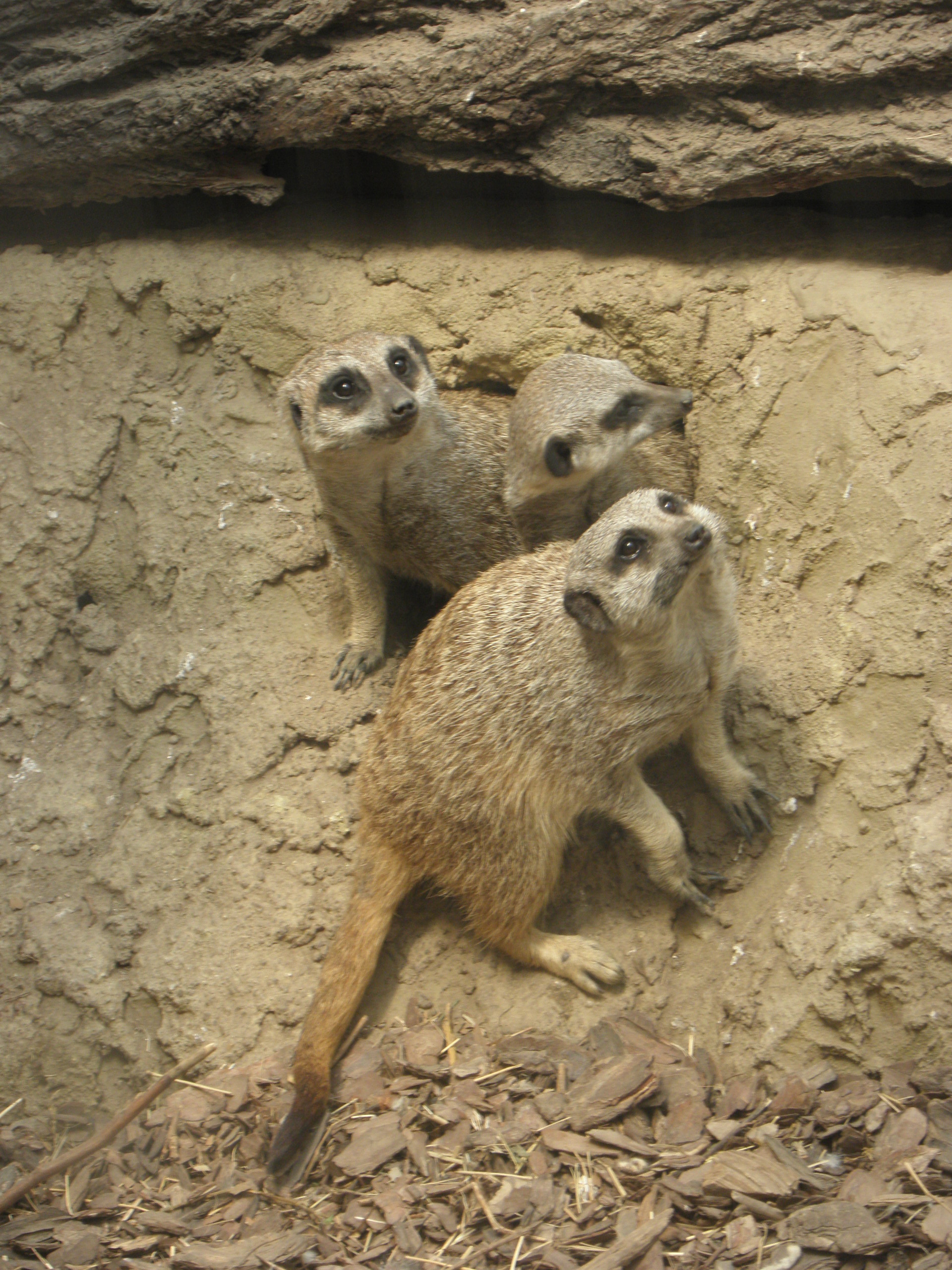 P7010258 m_solata.JPG