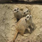 P7010258 m_solata.JPG