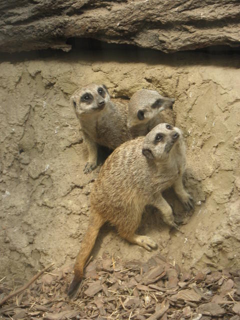 P7010258 m_solata.JPG