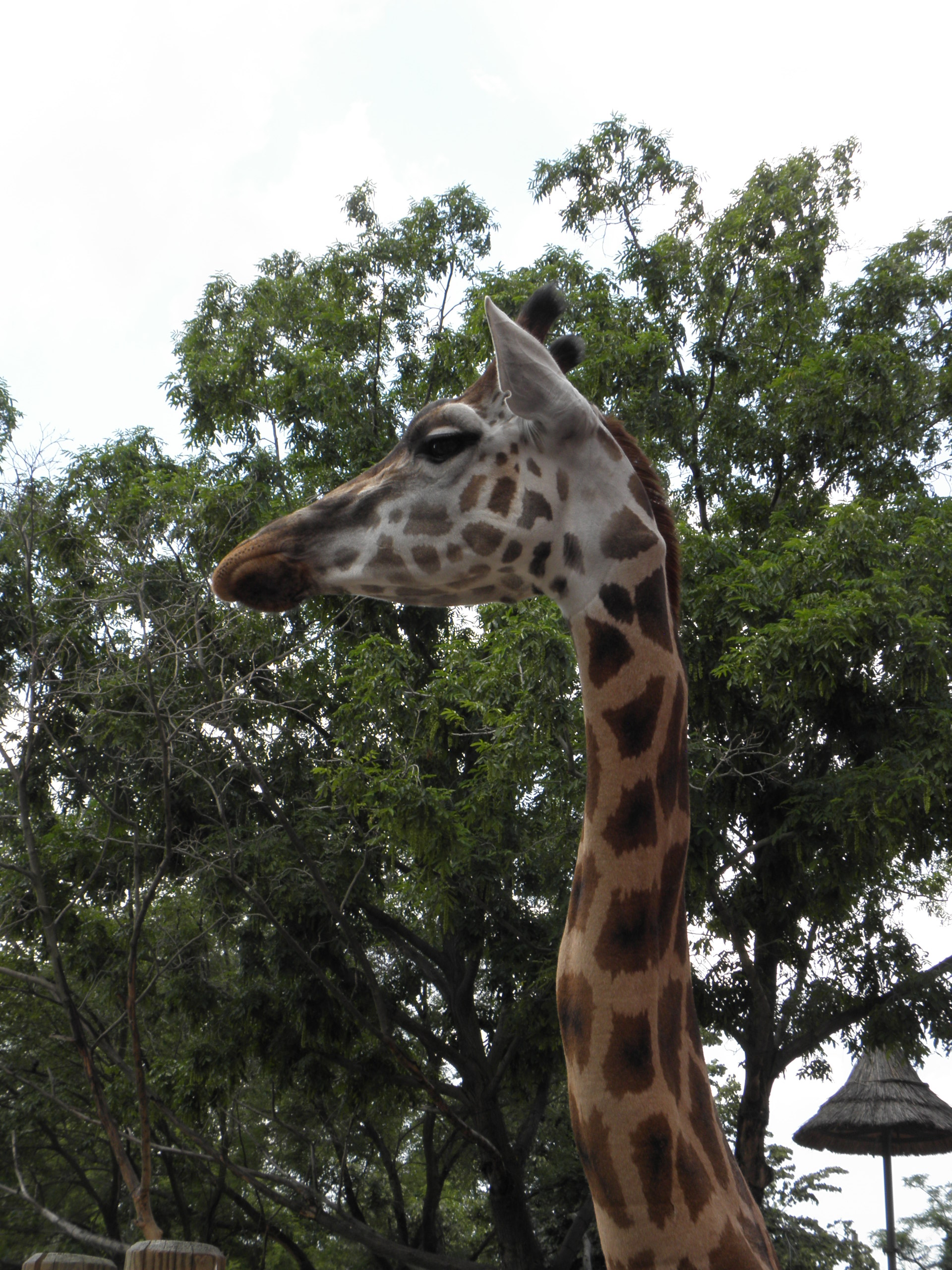 P7010225 m_solata.JPG