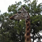 P7010225 m_solata.JPG