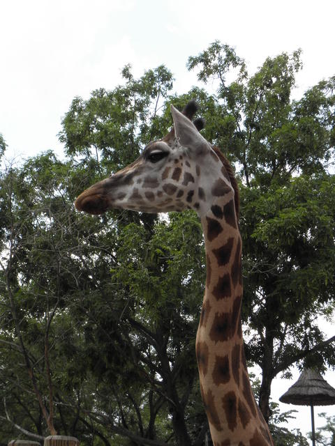 P7010225 m_solata.JPG