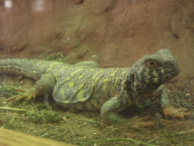 P7010204 m_solata.JPG