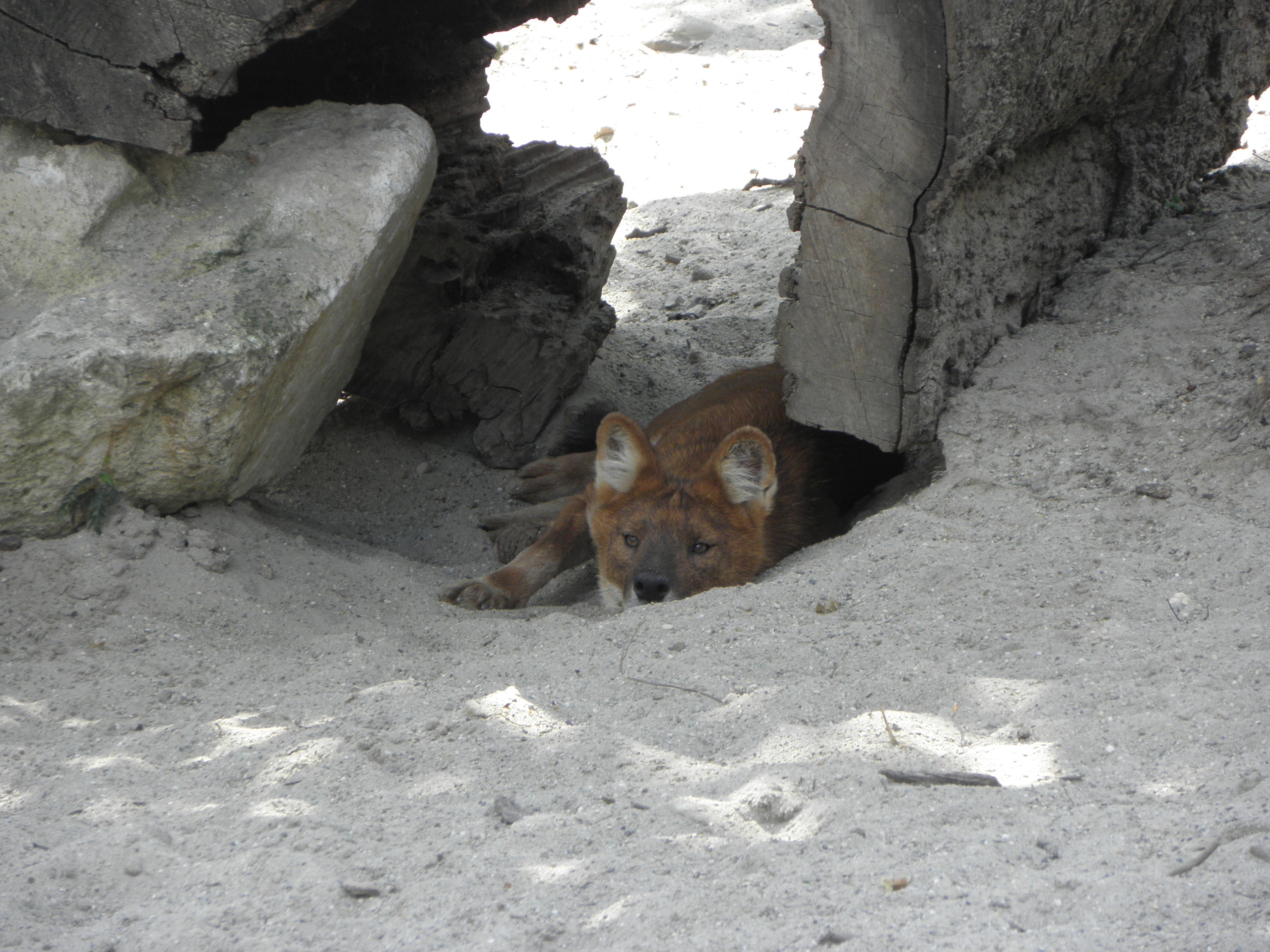 P7010247 m_solata.JPG