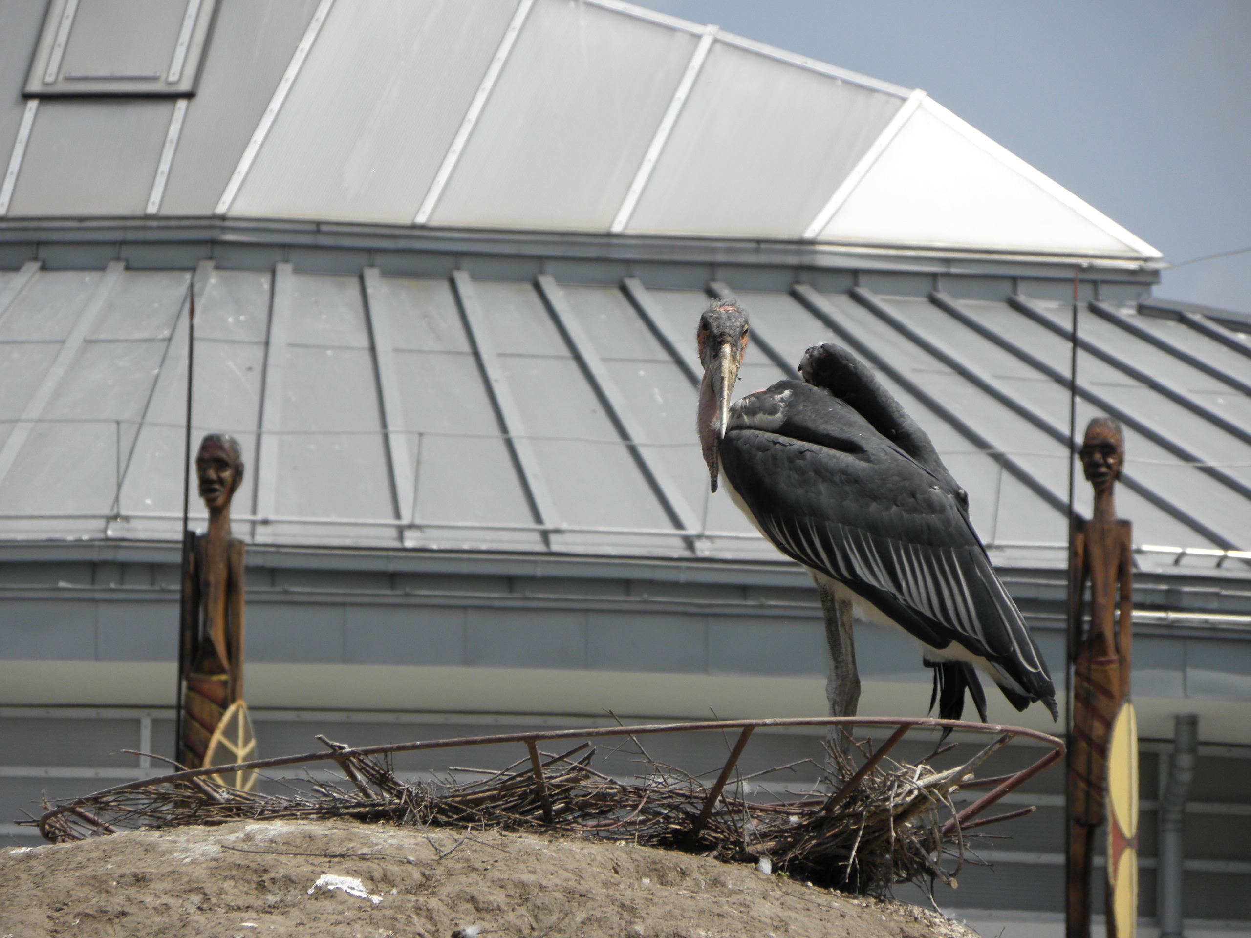 P7010243 m_solata.JPG