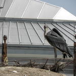 P7010243 m_solata.JPG