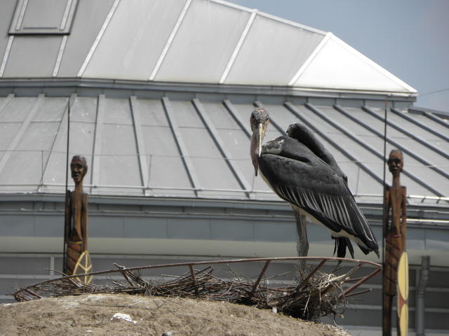 P7010243 m_solata.JPG