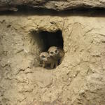 P7010261 m_solata.JPG