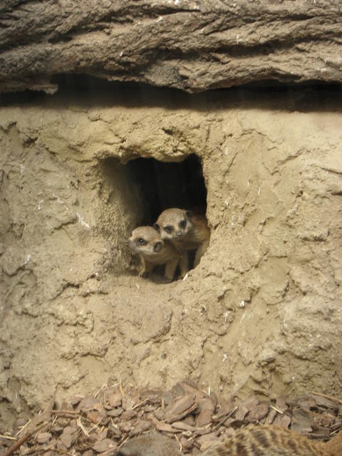 P7010261 m_solata.JPG