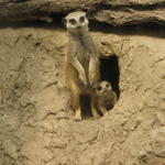 P7010256 m_solata.JPG