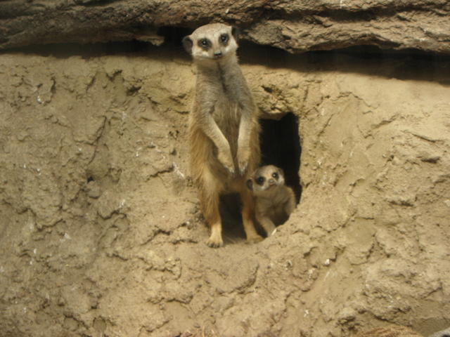 P7010256 m_solata.JPG