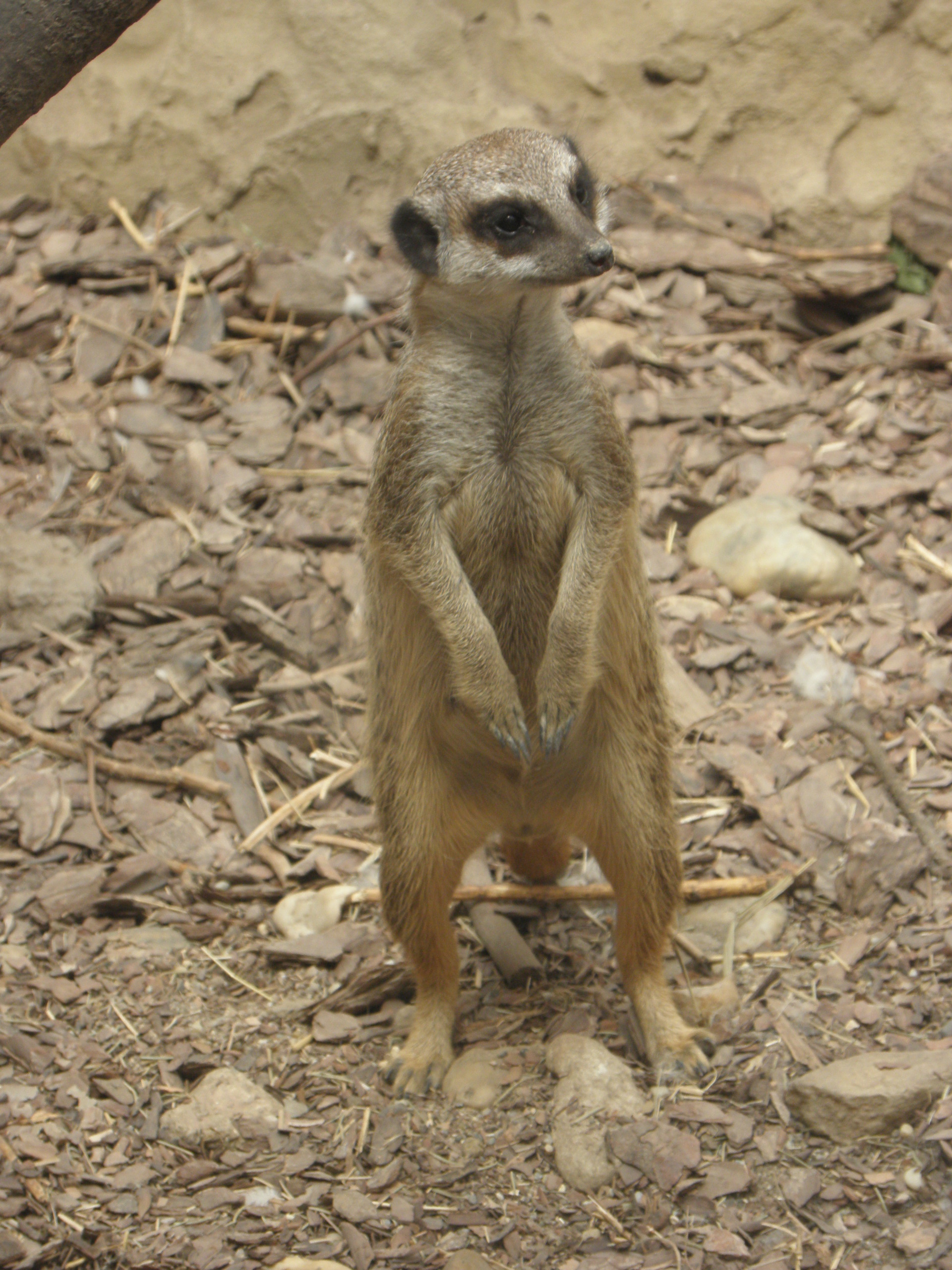 P7010263 m_solata.JPG