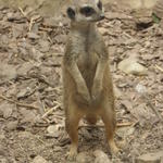 P7010263 m_solata.JPG