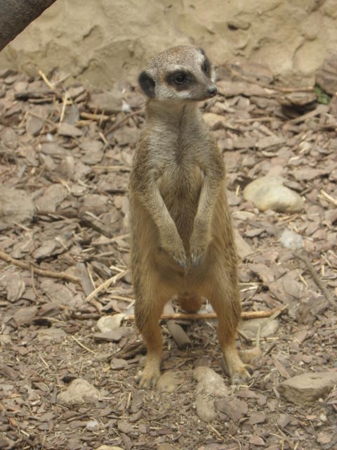 P7010263 m_solata.JPG