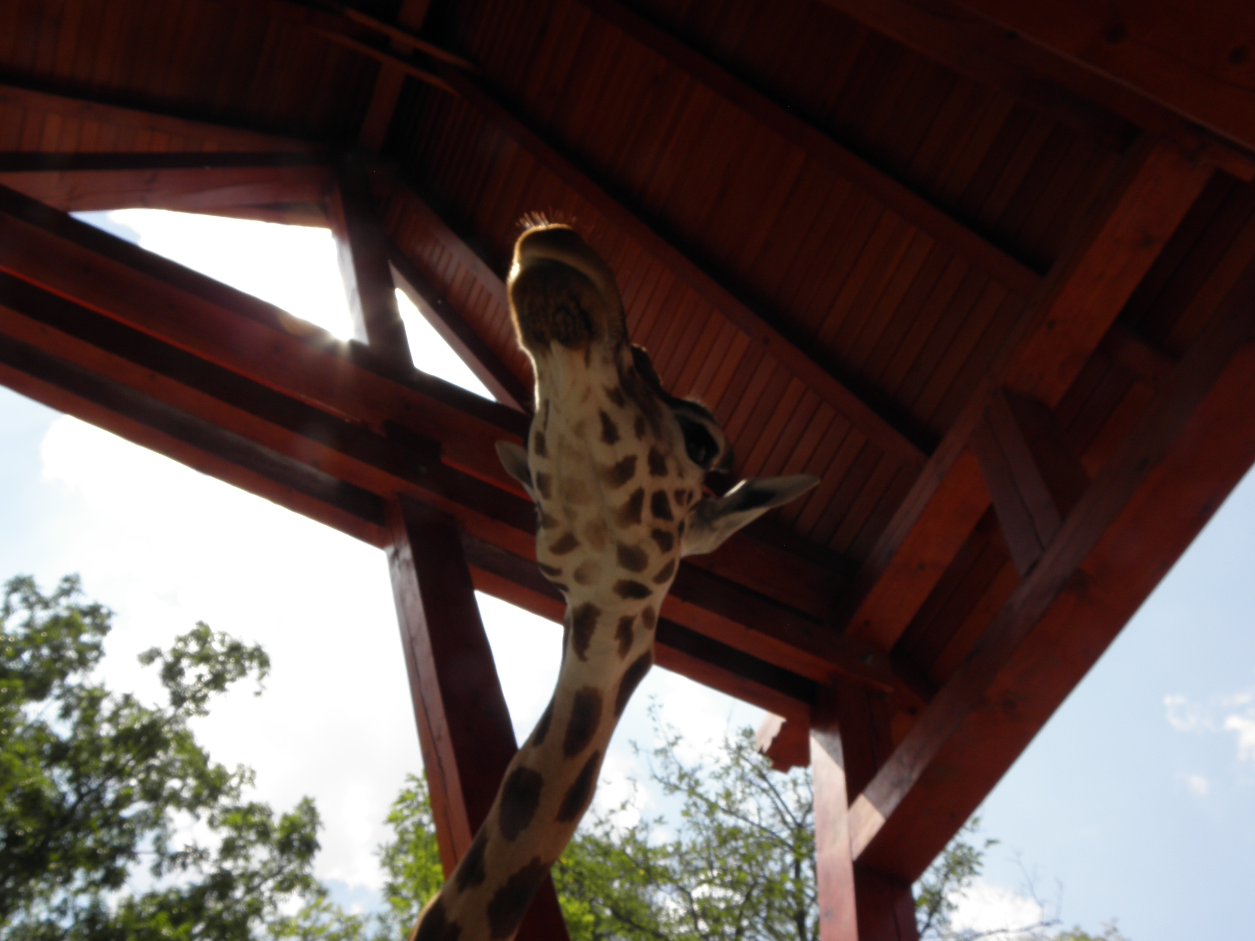 P7010232 m_solata.JPG