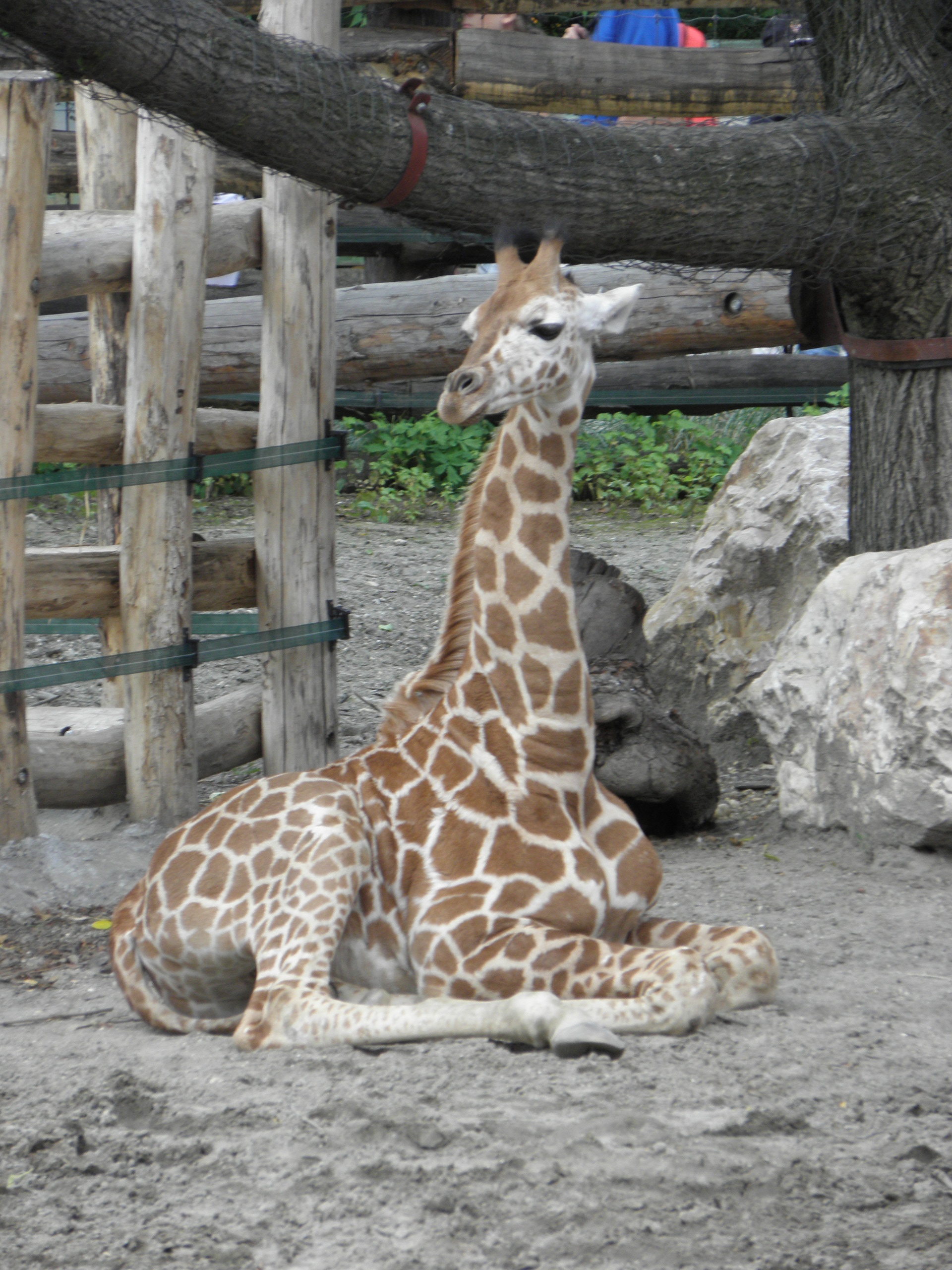 P7010216 m_solata.JPG