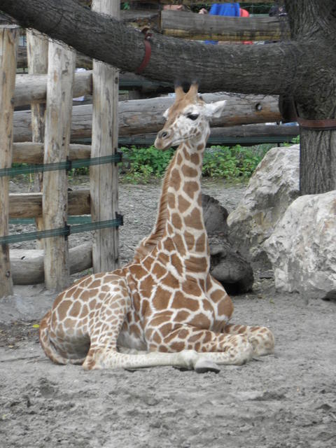 P7010216 m_solata.JPG