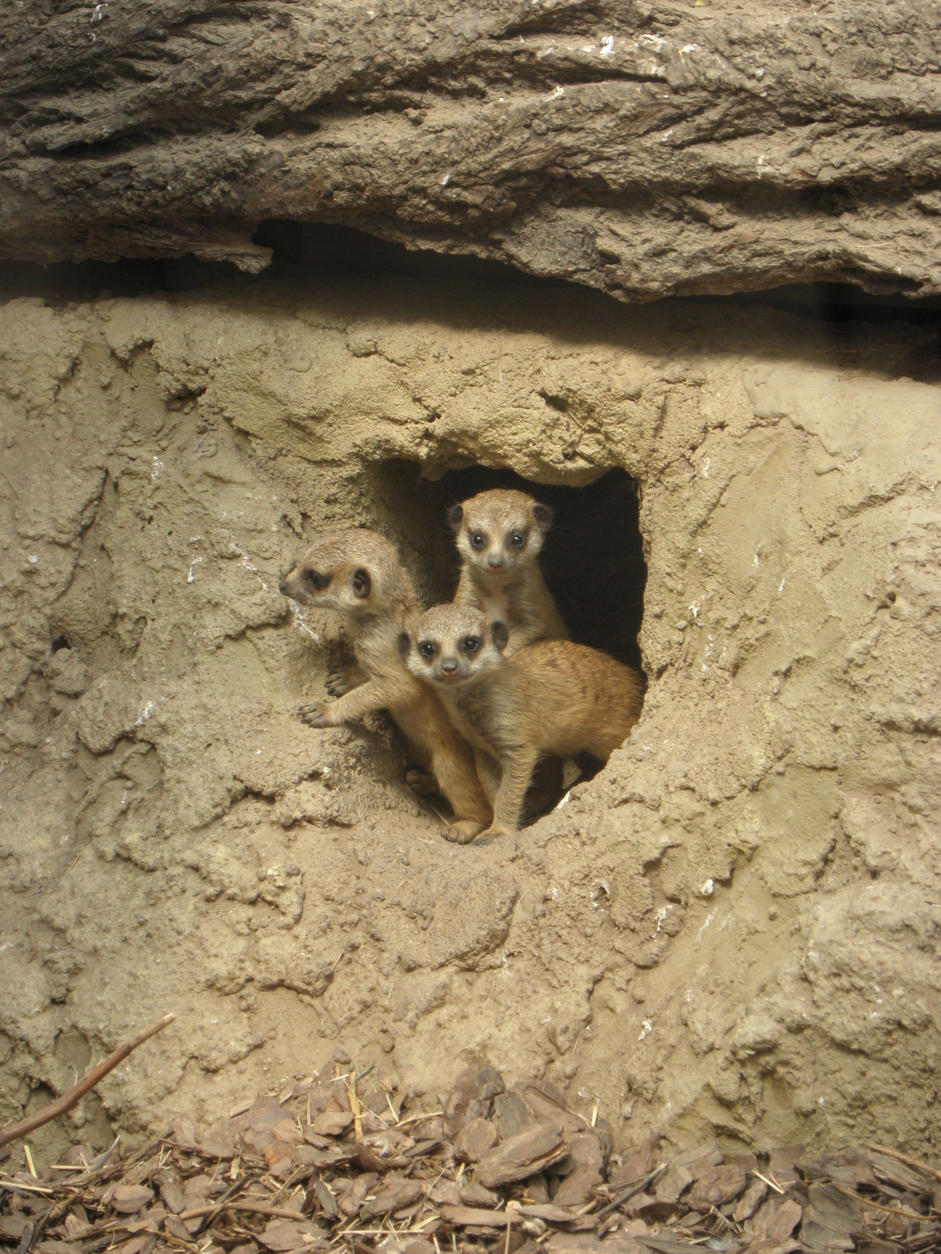 P7010265 m_solata.JPG