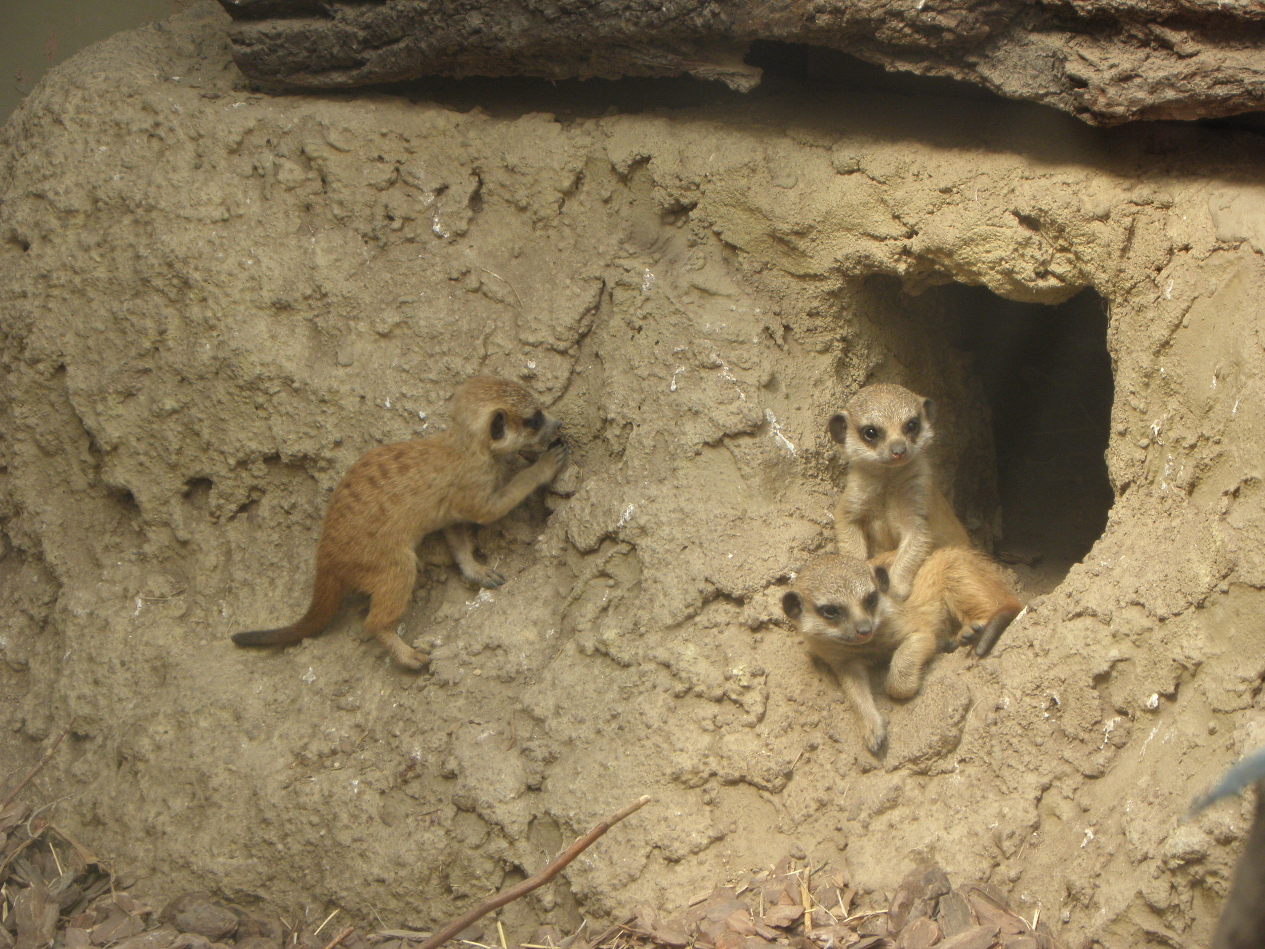 P7010271 m_solata.JPG