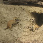 P7010271 m_solata.JPG