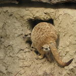 P7010273 m_solata.JPG