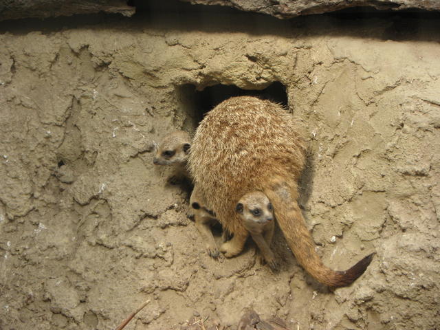 P7010273 m_solata.JPG