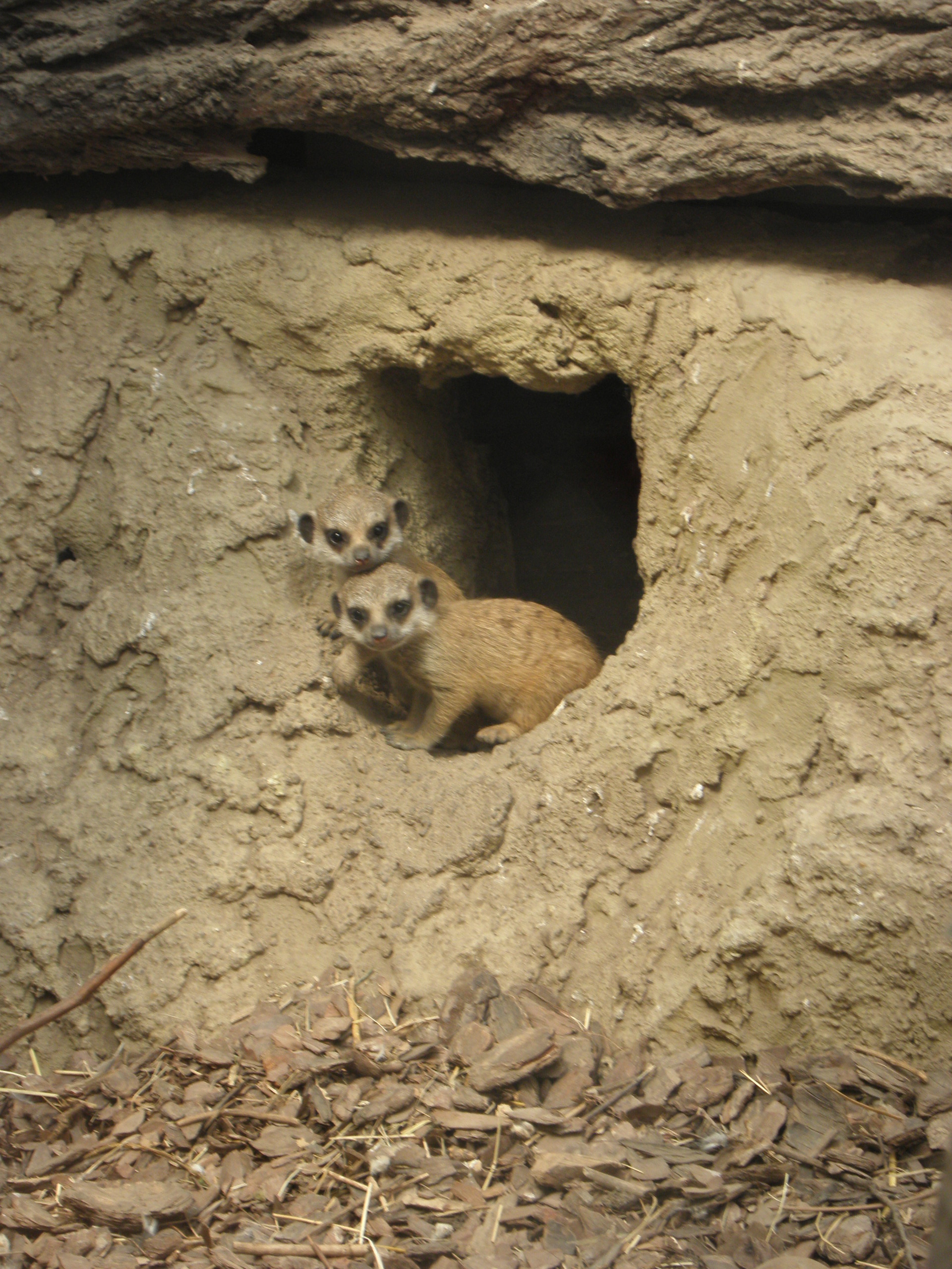 P7010269 m_solata.JPG