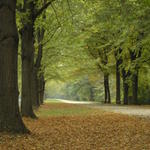 Kerti séta Bécsben