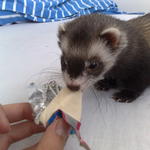 Karikáné Hengergőcz Rozália