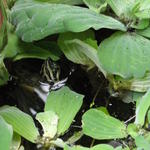 Neeem, nem panda! :D