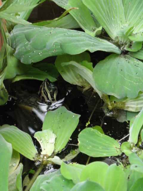 Neeem, nem panda! :D